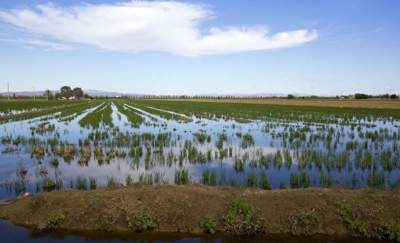 Mi Apartamento En El Delta Del Ebro+ Deltebre Exterior foto
